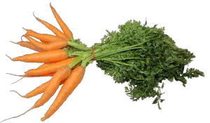 carrots - veggie garden