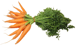 carrots - veggie garden