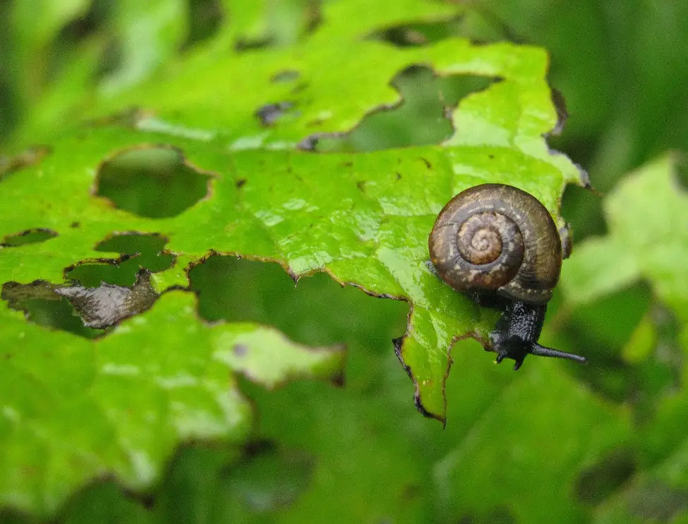 snail eating leaves