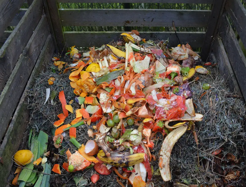 food scraps in compost bin