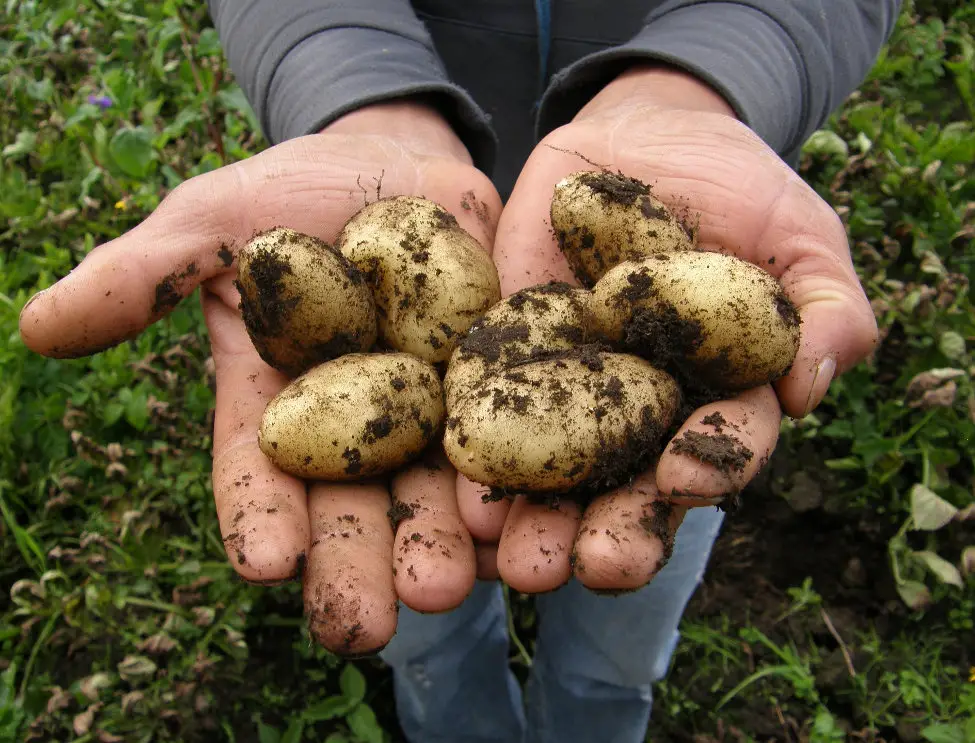 hands holding potatoes from garden
