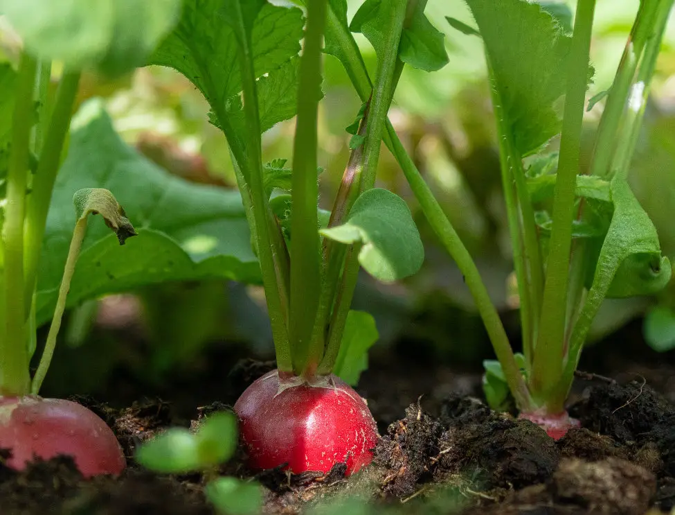 radishes in soil ready to be harvested