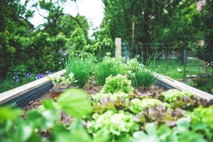 veggie garden