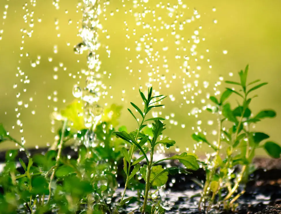 water sprinkling over plants