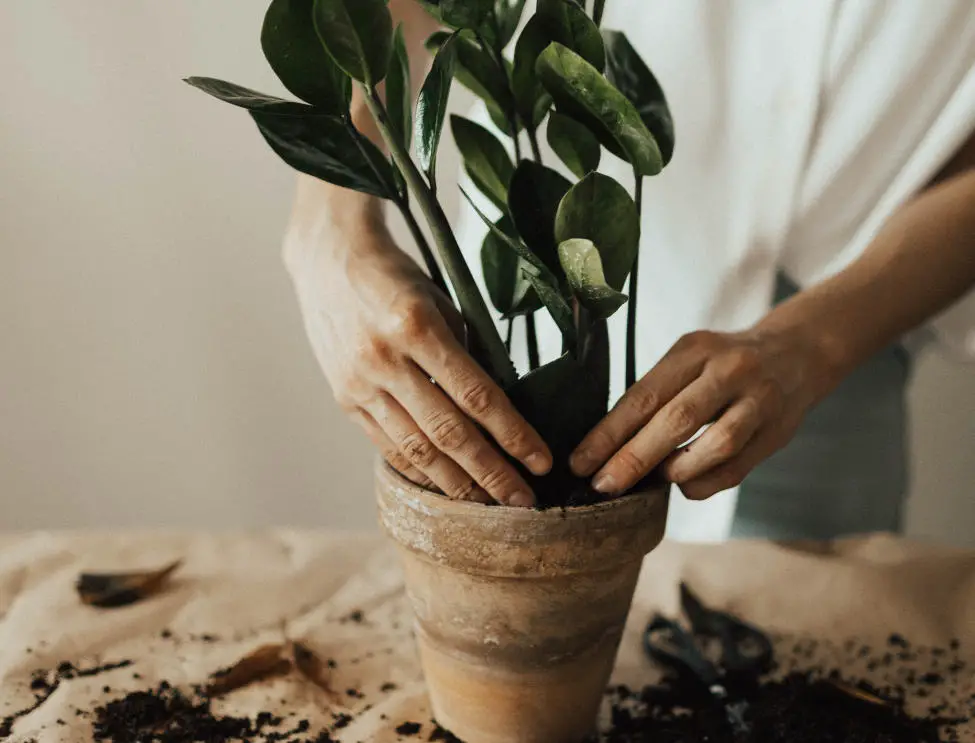 person holding plant in a pot
