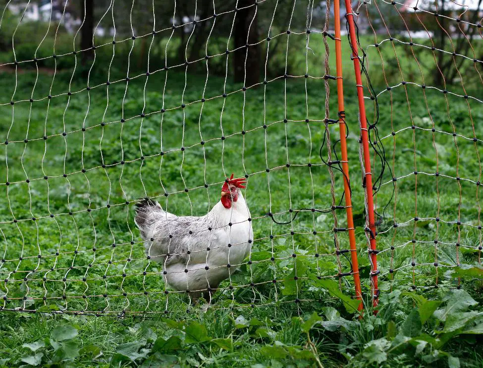 chicken in permaculture
