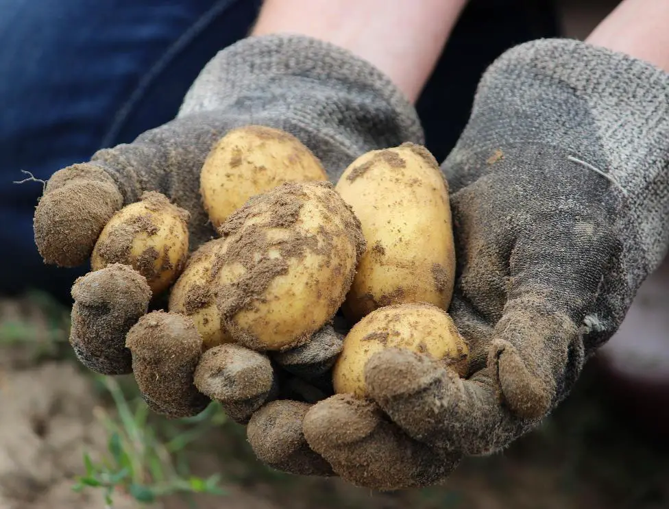 how to regrow potatoes from scraps