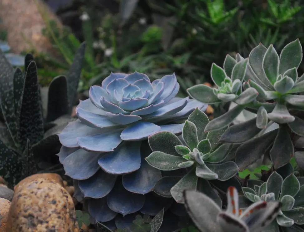 solving garden problems with succulents