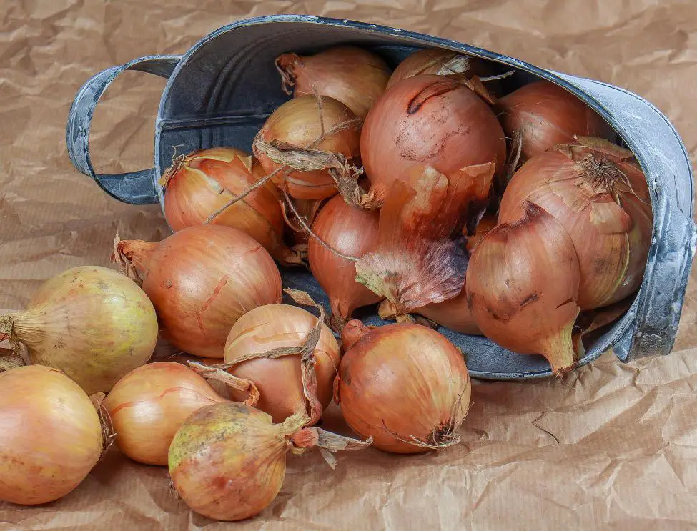 How to regrow onions from scraps