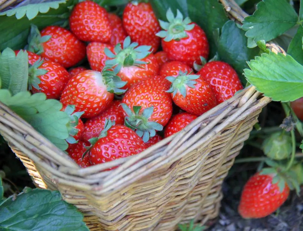 How to grow strawberries in containers