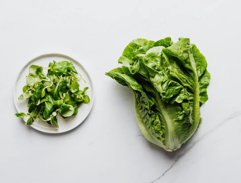 how to regrow lettuce from scraps