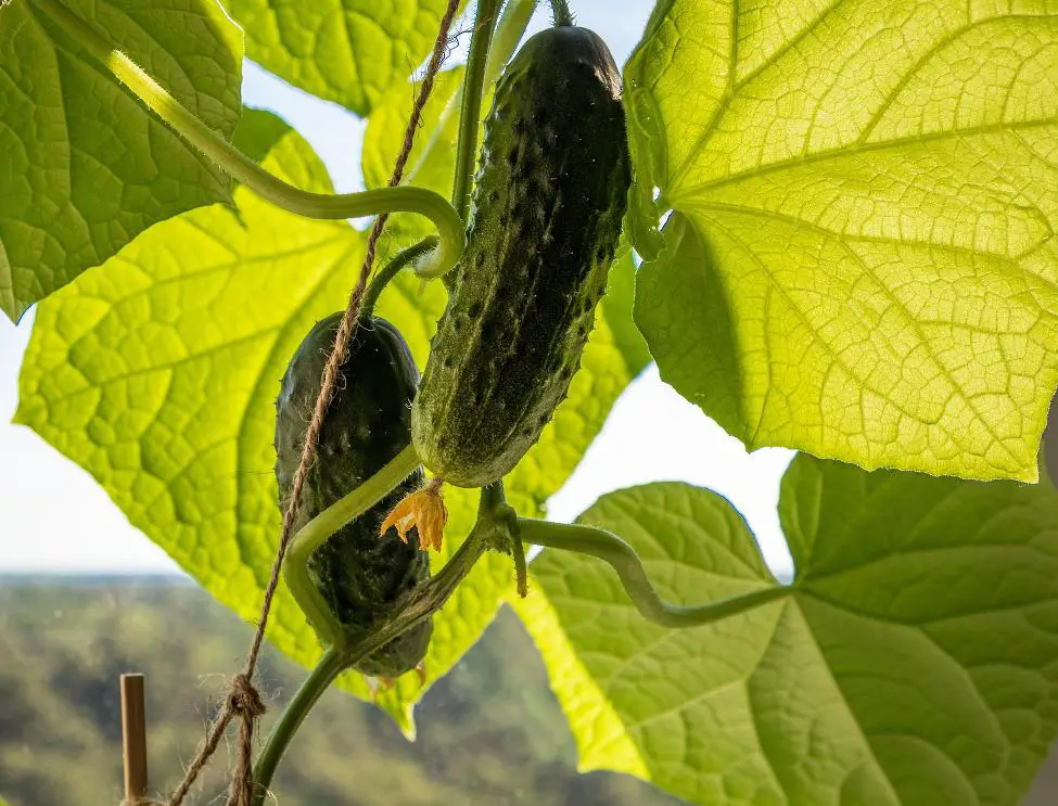 how to grow cucumbers in containers