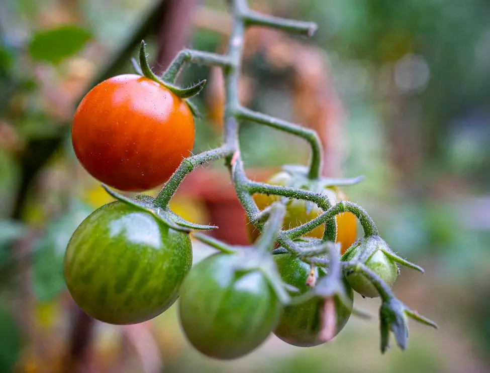how to grow tumbling tom tomatoes in hanging baskets