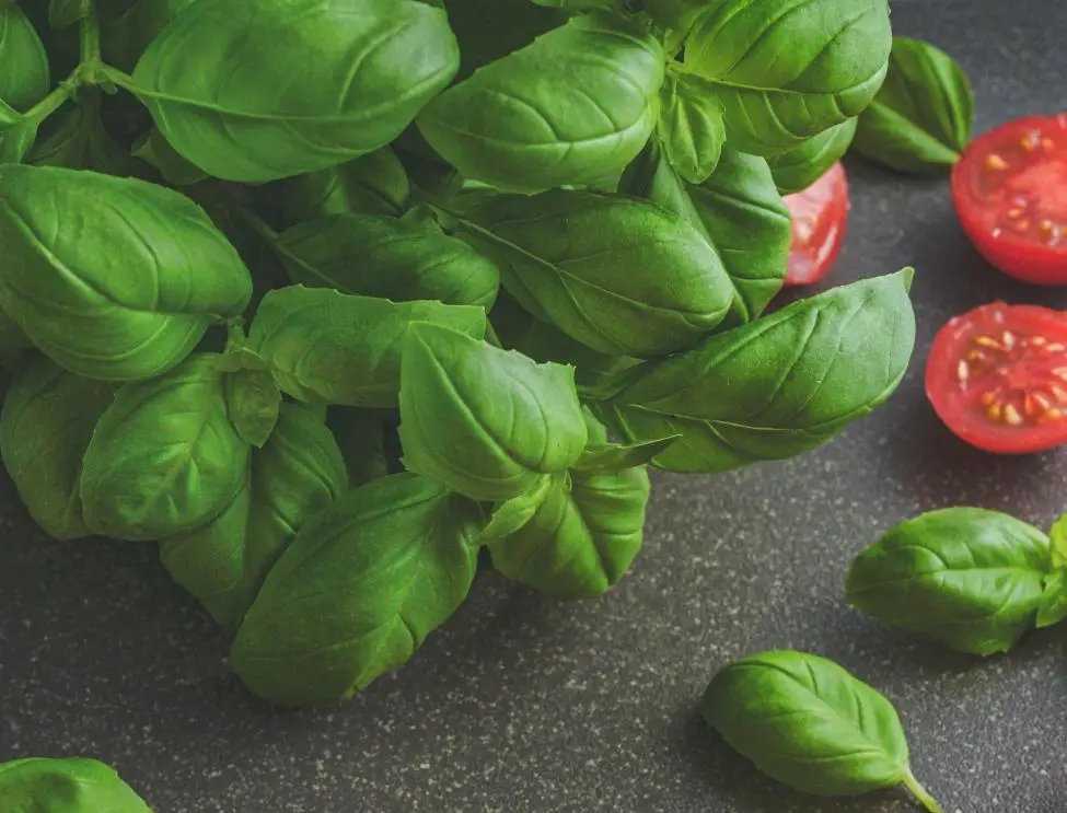 How to regrow basil from scraps