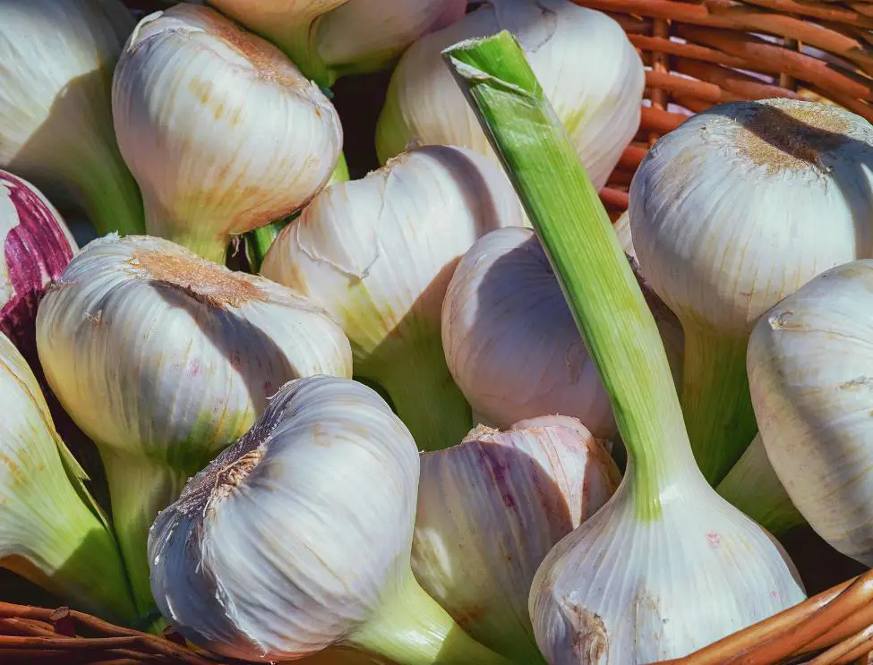 How to regrow garlic from scraps