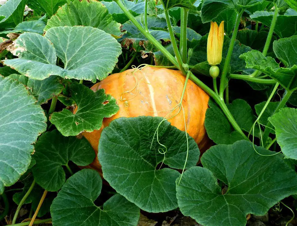 how to regrow pumpkin from scraps