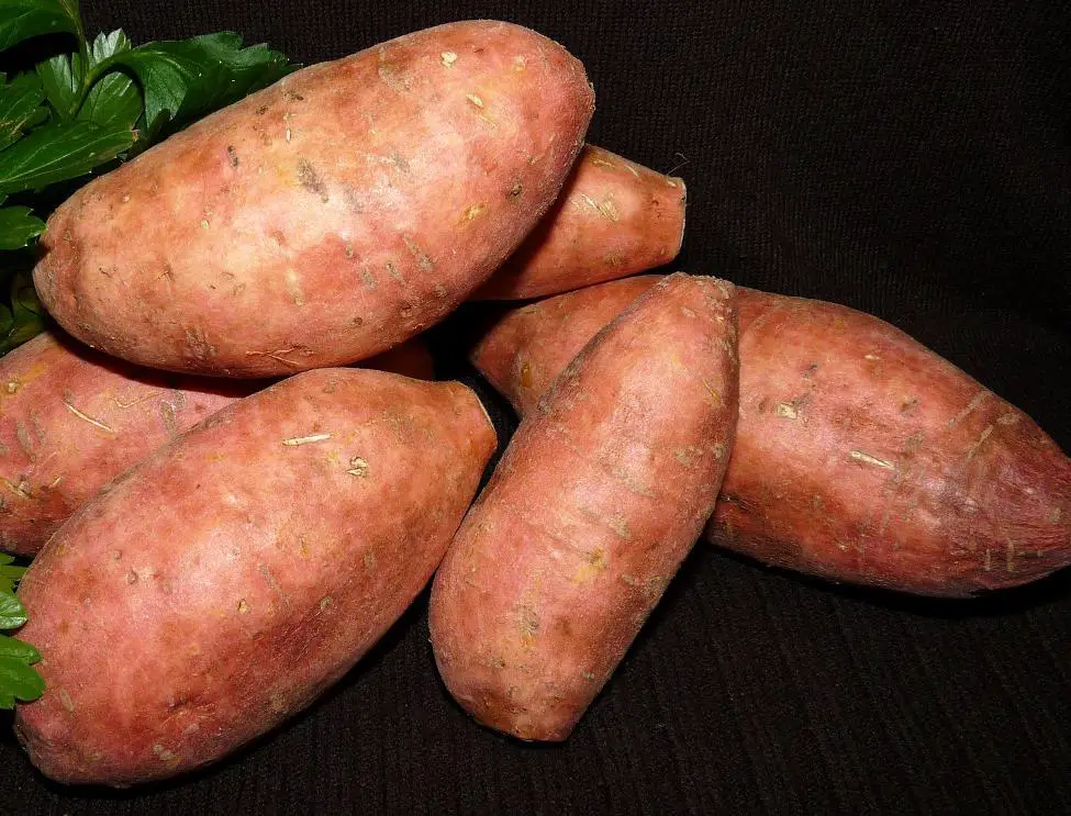 How to regrow sweet potatoes from scraps