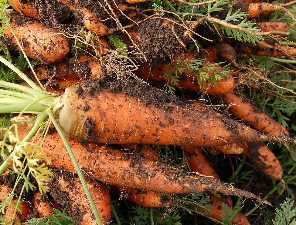 How to grow carrots in containers