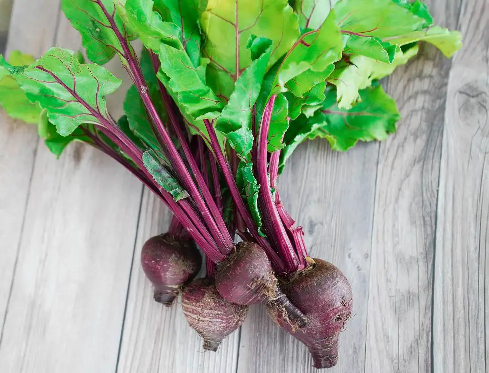 How to regrow beetroots from scraps