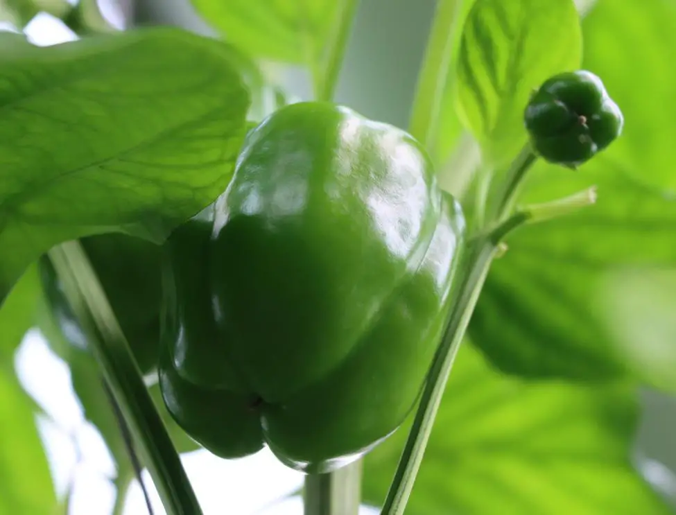 How to regrow Bell Peppers from scraps