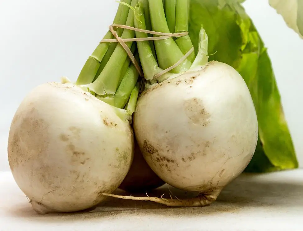How to regrow turnips from scraps