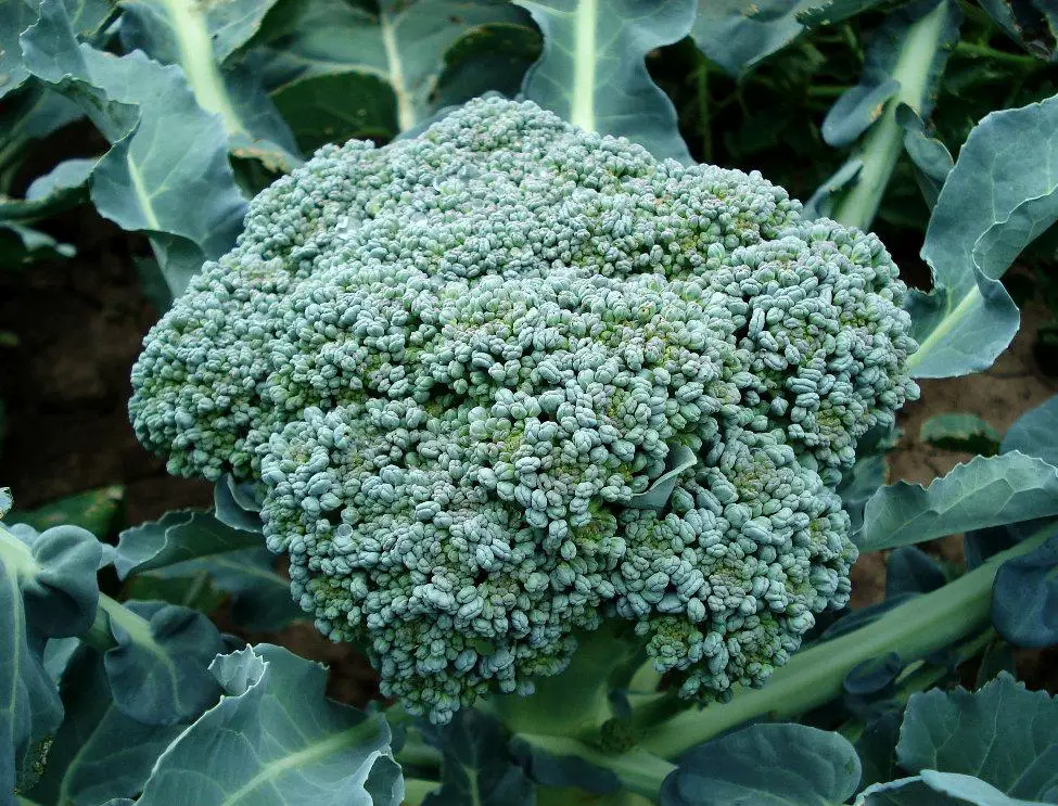 Best Companion Plants for Broccoli