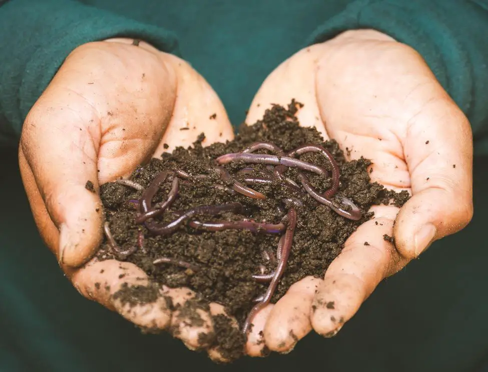 How does a worm farm work?