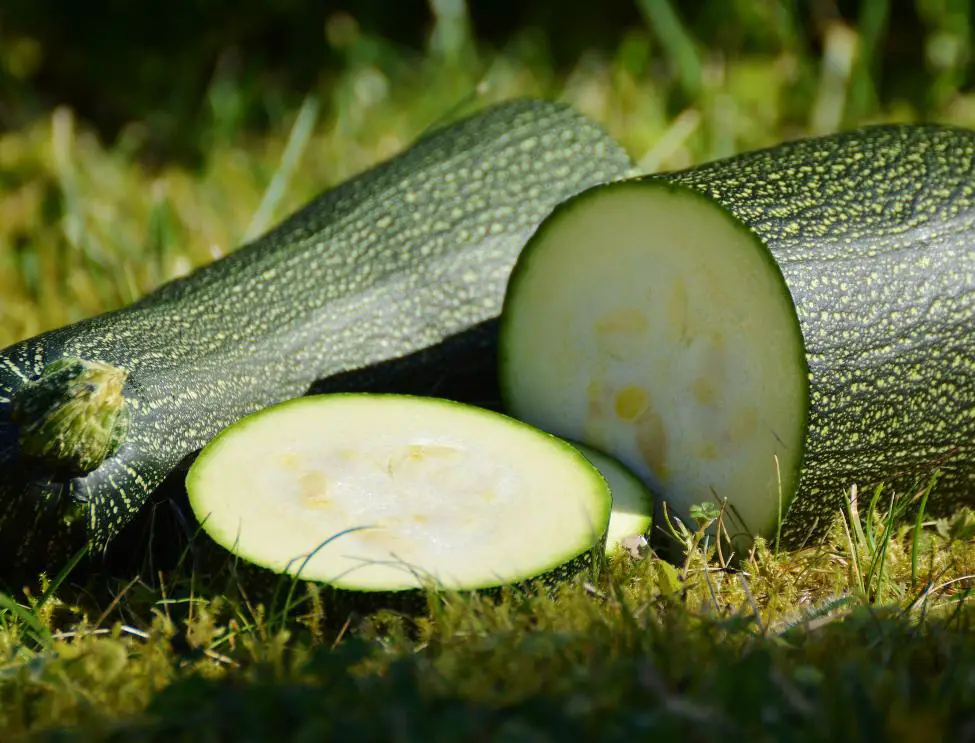 how to grow zucchinis in containers
