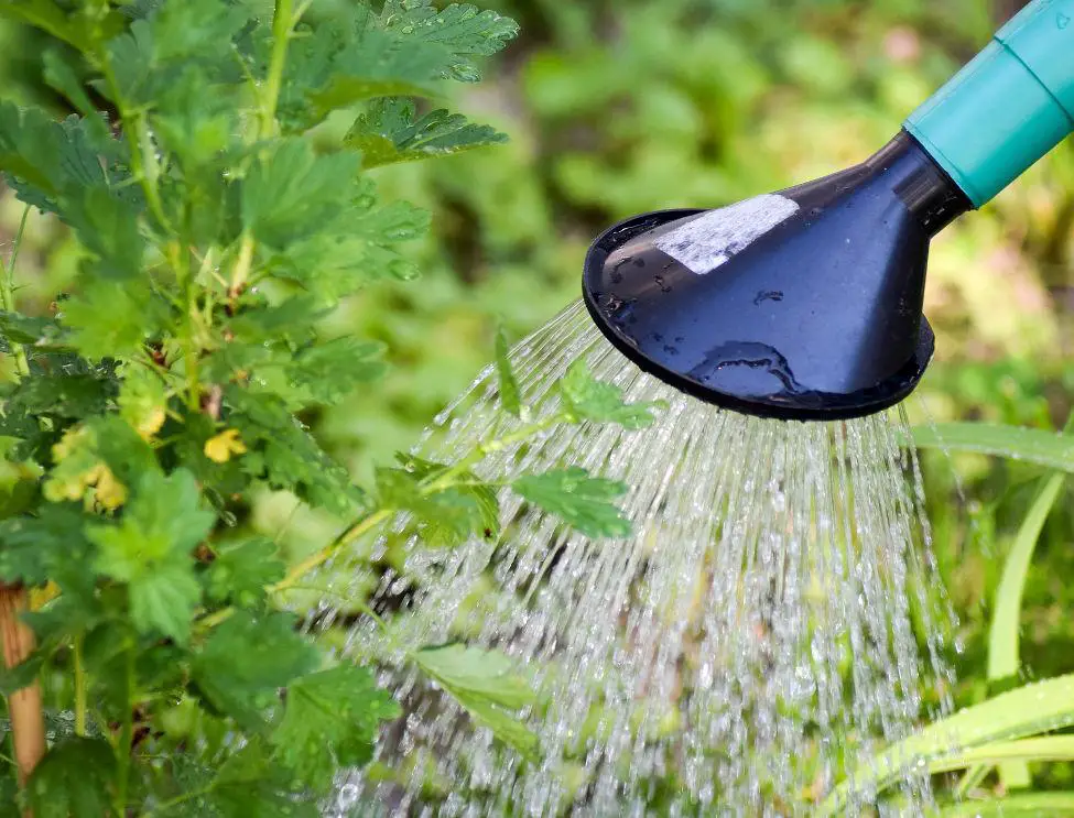 How to keep garden plants watered while on holidays