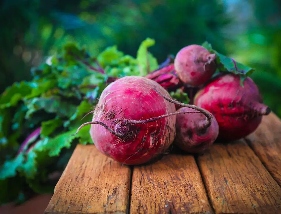Best Companion Plants for Beets
