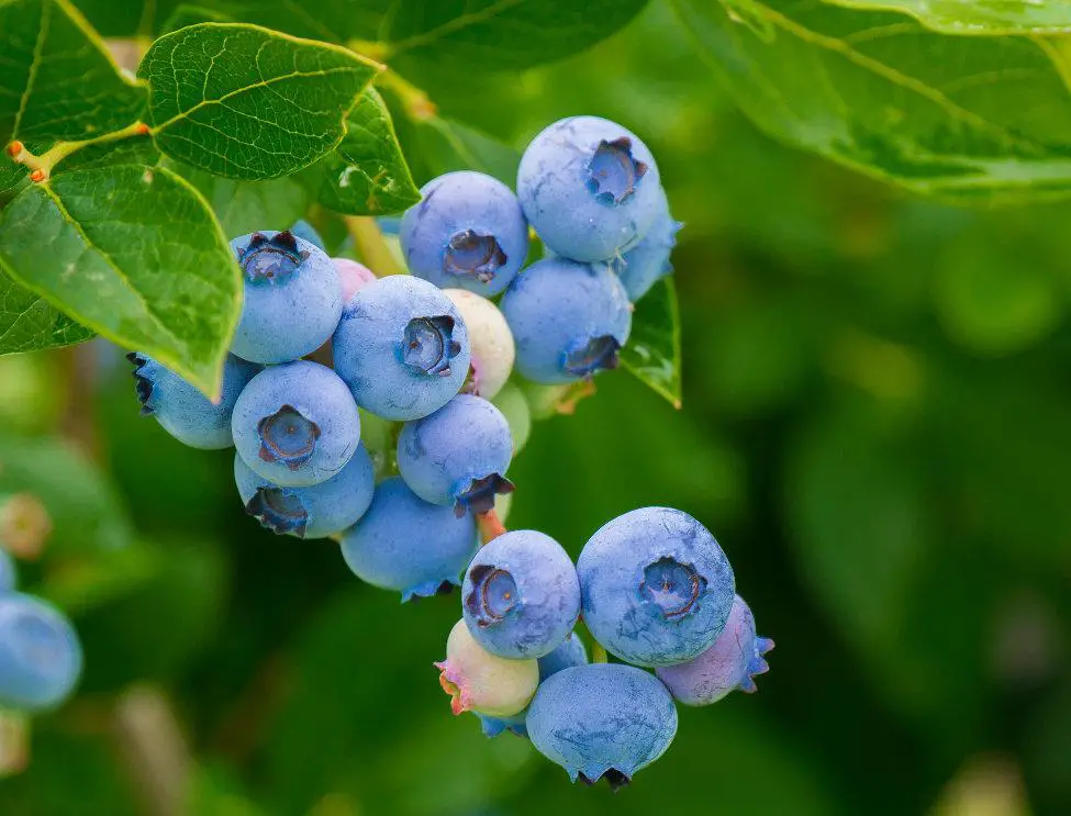 Best Companion Plants for Blueberries