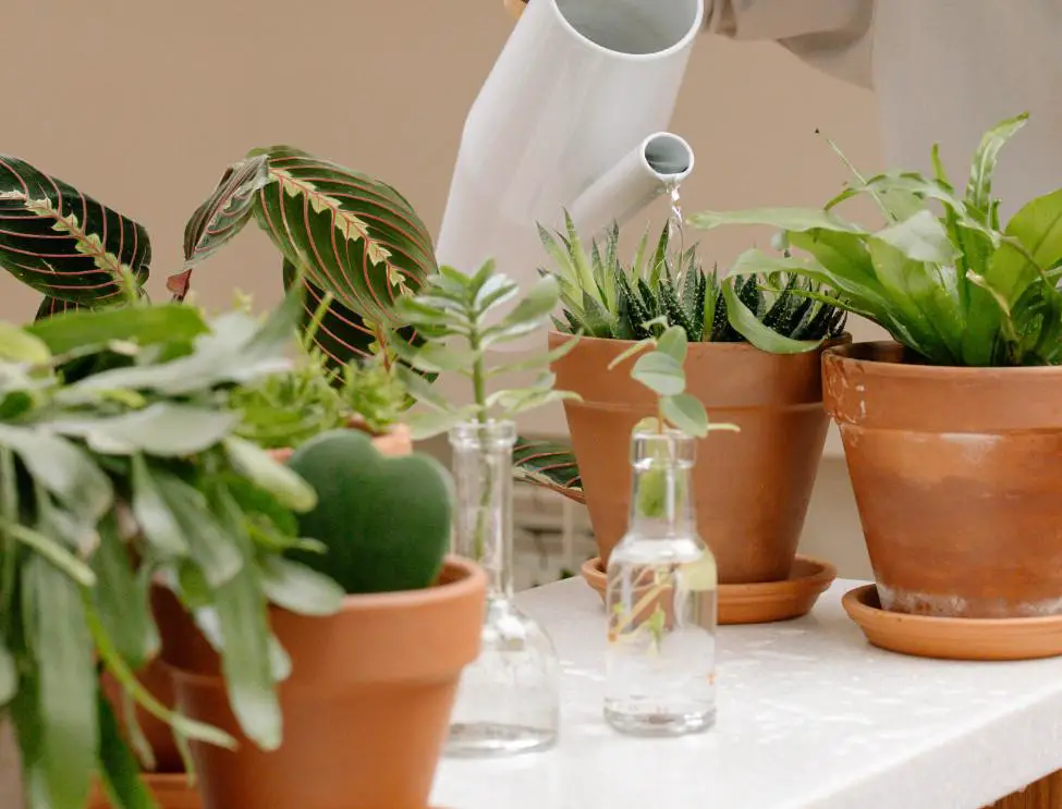 Best time of the day to water your indoor plants