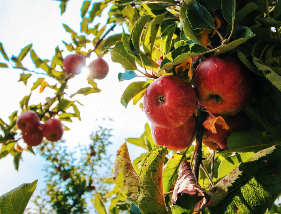 A Friendly Guide to Pruning Apple Trees