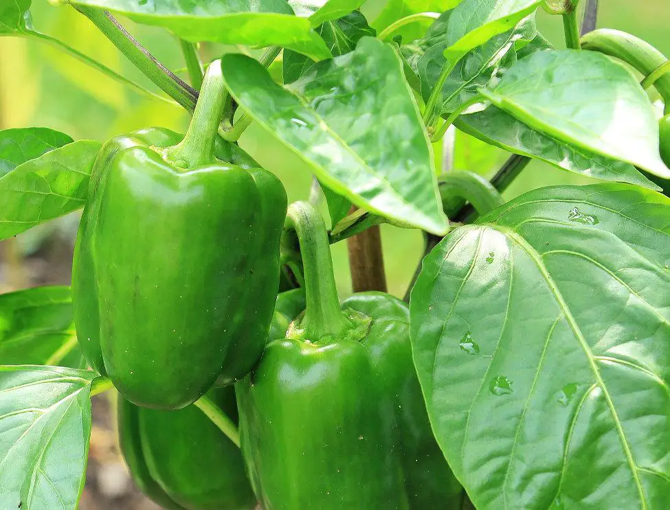 Best Companion Plants for Bell Peppers