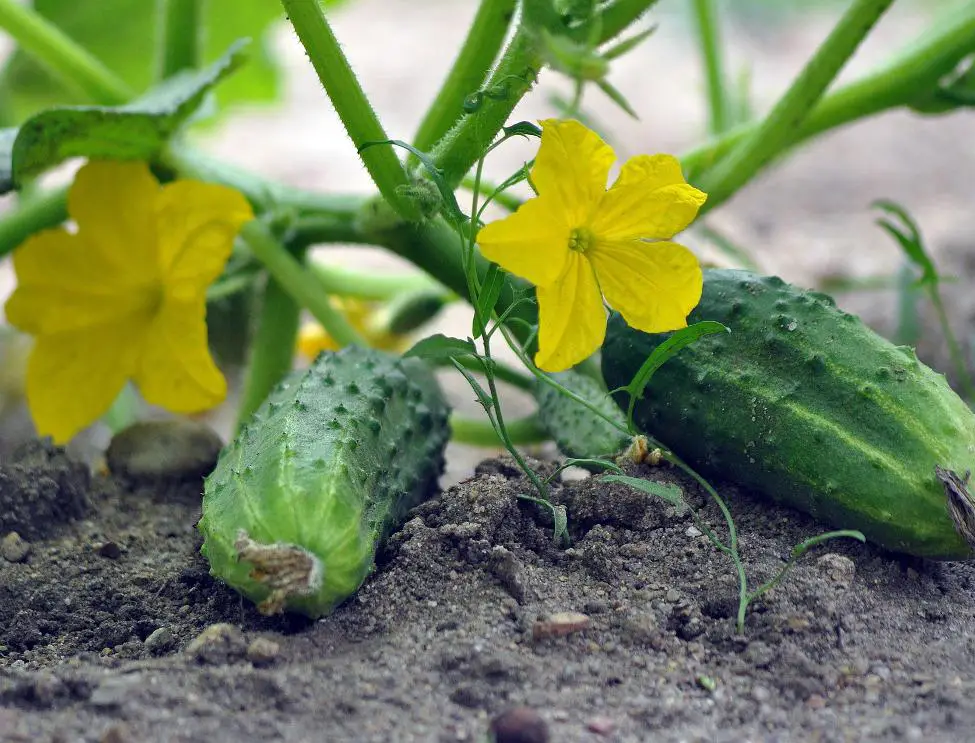 Best Companion Plants for Cucumbers
