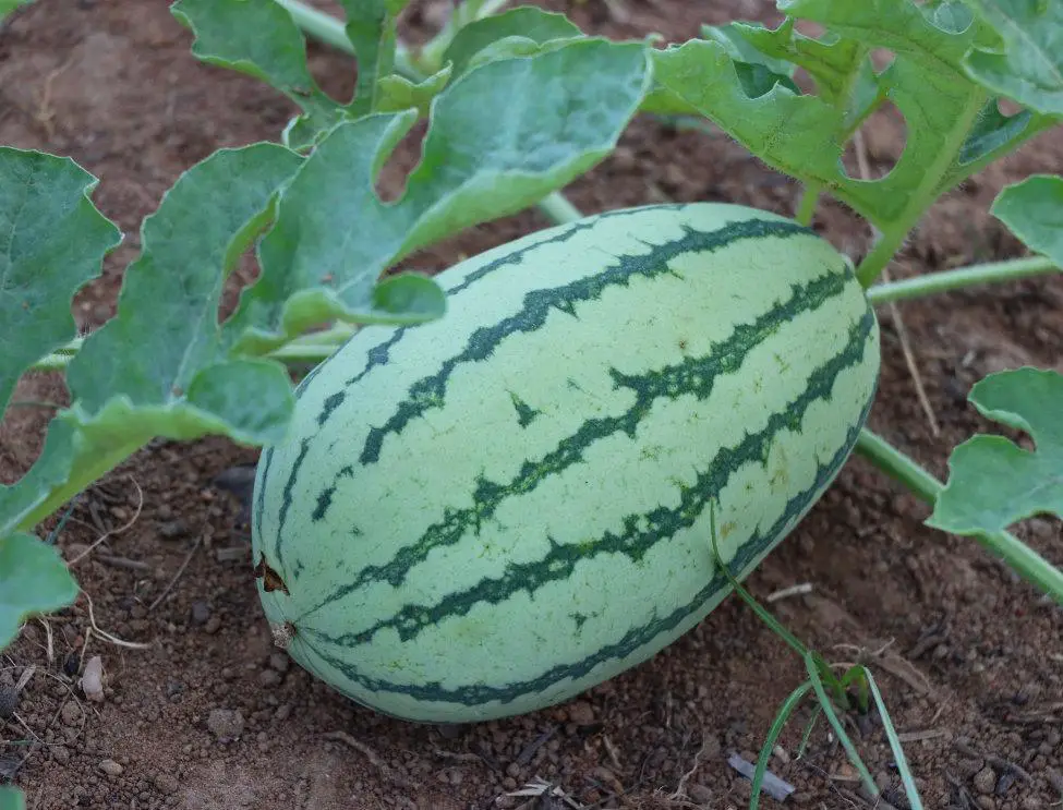 Best Companion Plants for Watermelon