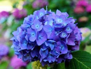 A Gardeners Guide to Hydrangea Care