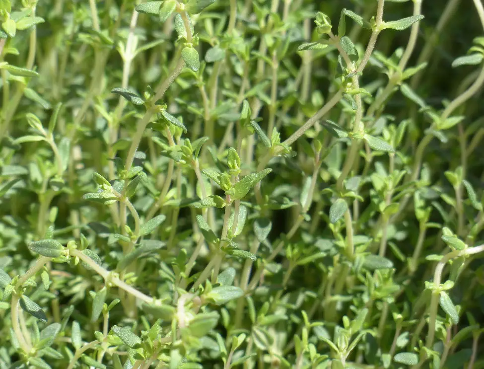 Best Companion Plants for Thyme
