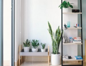 Container Gardening in Apartment