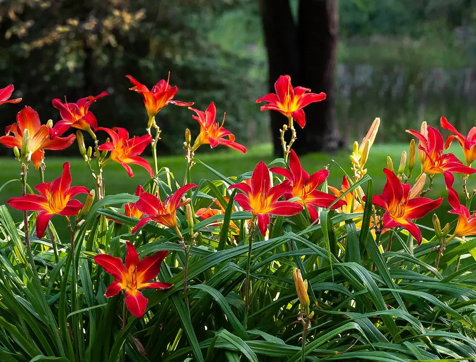 Top Ten Perennial Flowers for your Garden