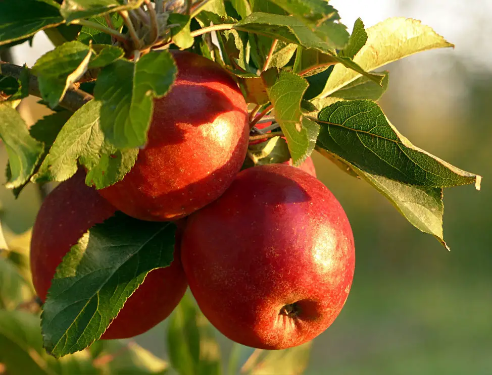 Best Companion Plants for Apple Tree