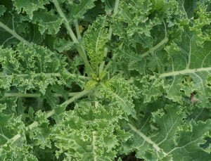 Best Companion Plants for Kale