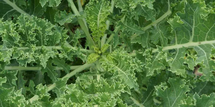 Best Companion Plants for Kale