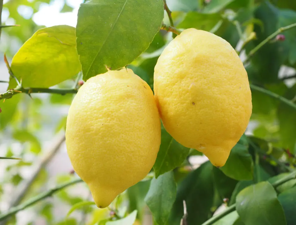 Best Companion Plants for Lemon Trees