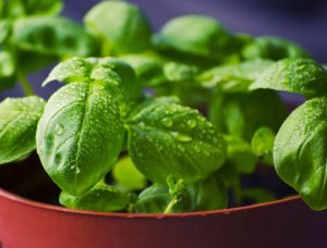 How to Grow Basil in Containers