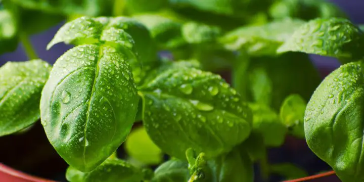How to Grow Basil in Containers