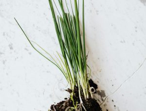 How to Grow Green Onions in Containers