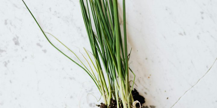 How to Grow Green Onions in Containers