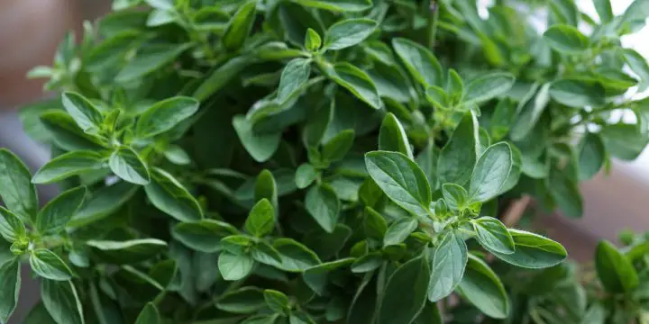 How to Grow Oregano in Containers