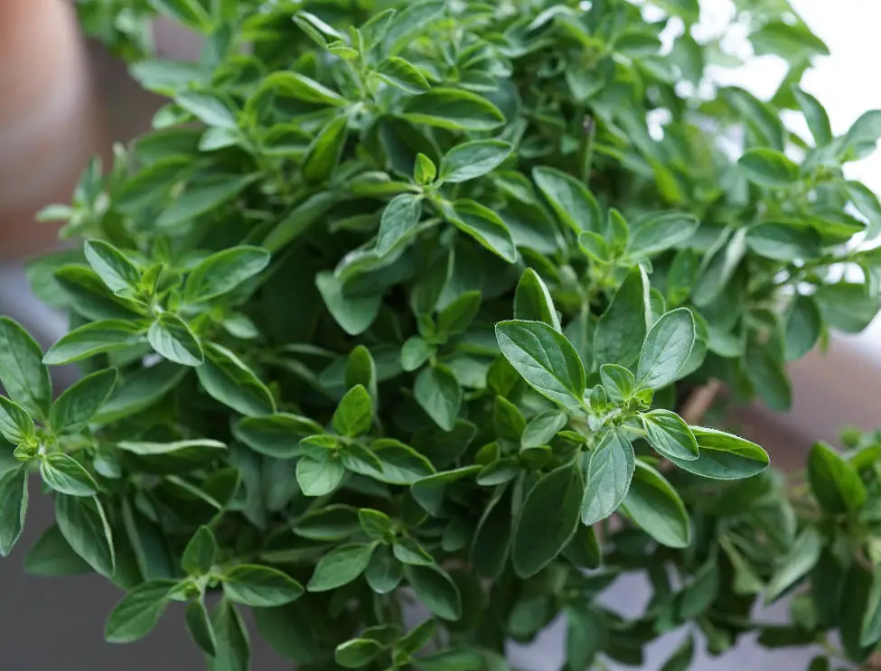 How to Grow Oregano in Containers
